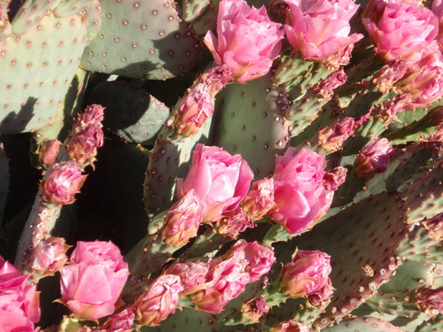 Prickly Pear Flower.